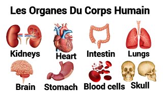 Les Organes Du Corps Humain En Anglais.