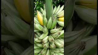 Panen Pisang Sultan Seharga Motor  #buah #pisang #varigata