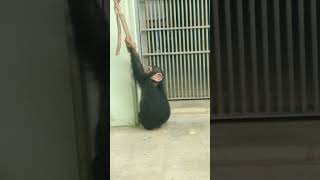 餅喰●⑰チンパンジー・モコイチくん・沖縄こどもの国・・・Chimpanzee ・Okinawa Zoo \u0026 Museum(20230114)