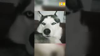 விலங்குகள் செய்த தரமான காமெடி சம்பவங்கள் |#funnydogs #doglover #dogshorts #doglife #dogoftheday