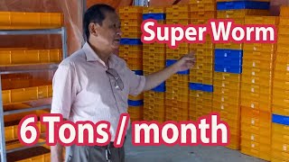 Mô hình nuôi sâu gạo ( super worm) bằng khay nhựa  200kg mỗi ngày, đơn giản hiệu quả