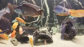 Малавийские цихлиды. -  Malawian cichlids.