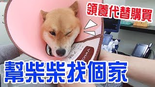 【萌柴小七】領養代替購買 | 幫柴柴找個家 領養柴犬小7- 恩恩老師EanTV