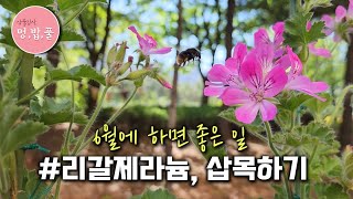 제라늄,6월에 하면 좋은 일 [2]#리갈삽목하기