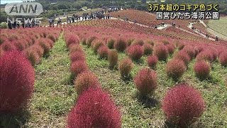 「ほうき草」3万本のコキアが見ごろ　茨城(2021年10月10日)