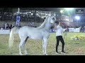 N 197 ESRA AK   Iksal Arabian Horse Show   Fillys 2021 C Class 17