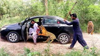tiger attack man in the forest | tiger attack in jungle | royal bengal tiger attack