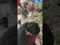 online plant packing going on home delivery available adenium nursery adenium gardening shortvideo