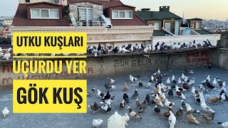 UTKU HAKANIN KUŞLARINI AÇTI SİZLER İÇİN UÇURDU DEDESİNİN KUŞLARINI GÖSTERDİ