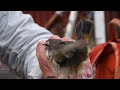 Birds in the Swedish arctic help scientists see the impacts of climate change | AFP