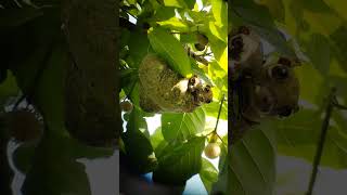 flying lemur with baby #wildlife #kinabatanganriver #borneo