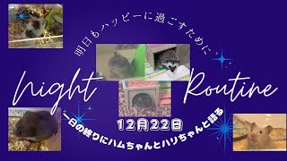 １日の終りにハムちゃんとハリちゃんと語る〜2024年12月22日