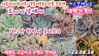 시흥다사랑다육(3)1.2탄몰아보기/화분+식물