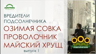 Вредители подсолнечника озимая совка, проволочник, майский хрущ. Ч.1