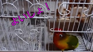 【アロエちゃん、ついに！】ボタンインコ・コザクラインコ