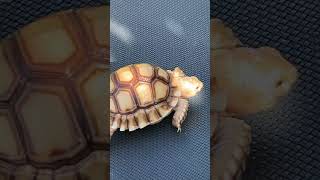 Extremely smart tortoise with excellent vision and depth perception 🐢