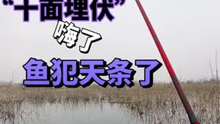 这鱼钓的我满身大汗啊野河野钓 野生大板鲫