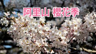 阿里山櫻花季，到山上追吉野櫻 2020/03/17