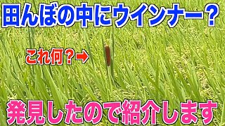 【田んぼのヒエ？】田んぼにウインナー生えてました 30代米作り奮闘記#117