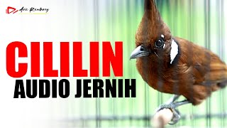 MASTERAN CILILIN GACOR SUARA JERNIH REAL VIDEO
