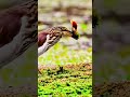 # A pond heron catches loach # Wash it before eating