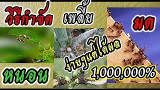 วิธีกำจัดเพลี้ย มด หนอน ง่ายๆ  ไม่ยุ่งยากได้ผลจริง 1,000,000% |เกษตรพอกิน อินทรีย์