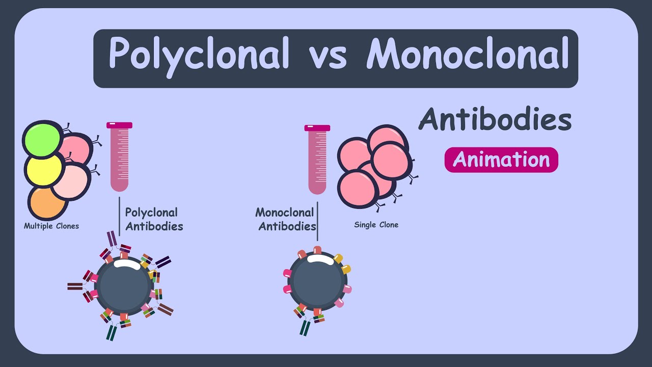 Monoclonal And Polyclonal Antibodies | Polyclonal Vs Monoclonal ...