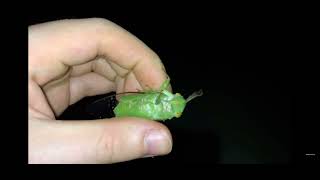 Green Cicada Screaming :) credit: insecthaus tv