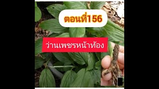 ตอนที่156 ว่านเพชรหน้าท้อง ว่านเพชรหน้าทั่ง ตำราว่านวิเศษอันศักดิ์สิทธิ์ อ.ชั้น หาวิธี พ.ศ.๒๕๐๖