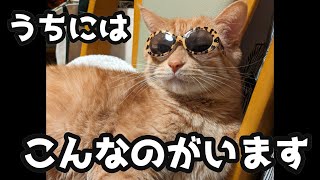 小次郎　✕【うちにはこんなのがいます】＃おれねこ#うちにはこんなのがいます