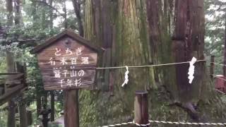 鷲子山の千年杉 2016年9月19