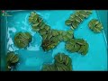 diy low budget mini planted pond step by step tutorial pond for fish keeping and breeding 🐟🐠