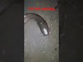 😱cat fish catching 👍 night fishing video 💯 #shorts #viral #tiktok #fishing