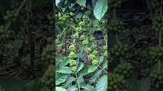 Coffee plants at TATA Coffee estates, Coorg