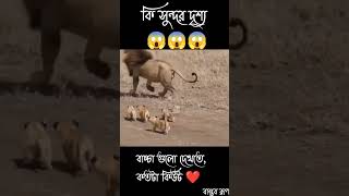 কি সুন্দর সিংহের বাচ্চা 😱😱#shorts