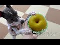 愛犬ルナ、はじめて梨を食べる🐶🍐【asmr】【イタグレ】