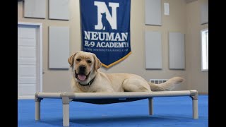 Gordie (Labrador Retriever) Boot Camp Dog Training Video Demonstration