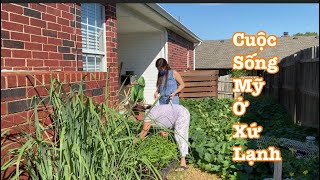 Cuộc sống Mỹ ở xứ lạnh || vườn rau ba tháng hè của người việt ở Mỹ, trồng rau cho thỏa nỗi nhớ quê