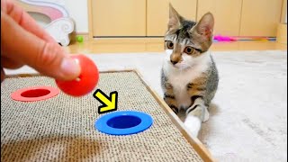 新しいおもちゃをプレゼントすると、大興奮する子猫がこちら！