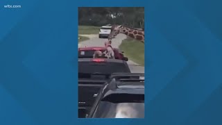 Giraffe picks up kid in pickup truck