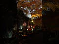 伊豆「修善寺」虹の郷【紅葉ライトアップ】