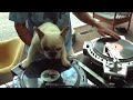 un pug escrachando en dueto dj doggy hip hop