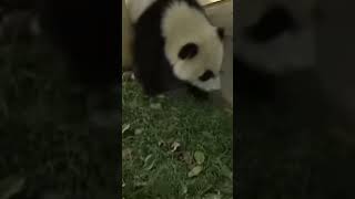 Panda slide #shorts #viral #view #trendingshorts #fun #enjoy Pandasilde