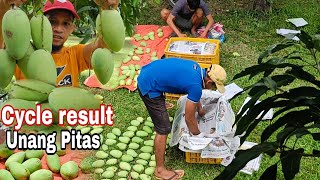 FIRST HARVEST OF  MANGO MANAGEMENT CYCLE / Gha Agri Tv.