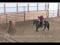 halter breaking part 1 with peter campbell