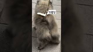 레오에오 #3개월강아지  #cute  #pomeranian  #puppy  #뽀시래기  #트월킹 #shorts