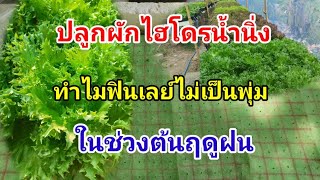 ฟินเลย์ไม่เป็นพุ่มสวยช่วงต้นฤดูฝน Hydroponics /#บ้านสวนกิตติธรา #ผักสลัด