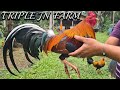 Triple J-N FARM Beautiful BRUCE BARNETT SWEATER | Big Farm In The Philippines