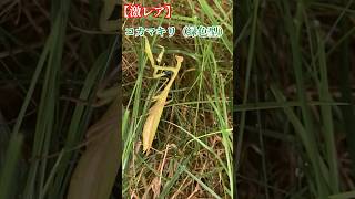 ｺｶﾏｷﾘ（褐色）の捕食シーンからの〜激レアコカマキリ（緑色型）を見つけた動画!!#shorts