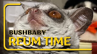 Bushbaby リアム全力で遊びます🤣